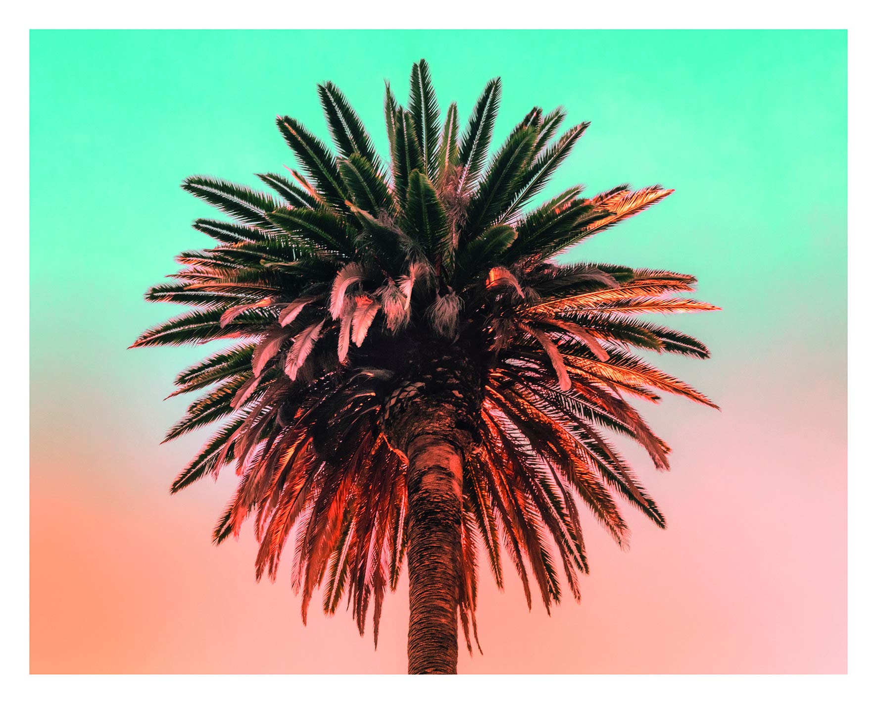 Komar P051-50x40 Wall Picture Palm Tree, Colourful, 50L x 40W cm
