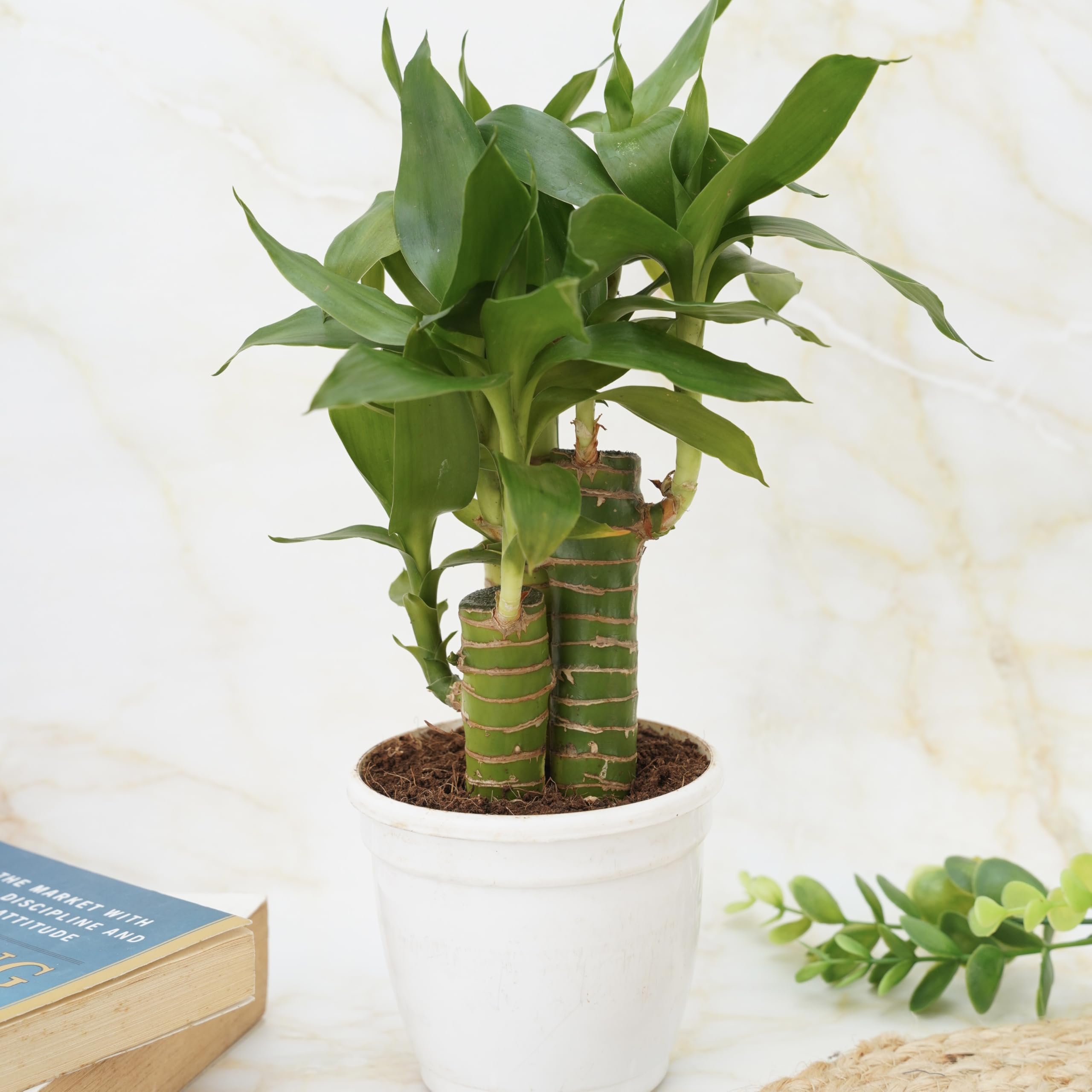 Treevayu Lotus lucky bamboo| Feng shui Live plant 3