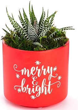 Shop Succulents 1-Merry-Brght-4 Handpainted Red Pot with White Lettering, Hand Selected Ideal for Home Decor or Holiday Events