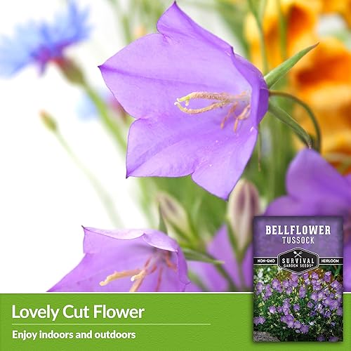 Miniatura 4 de Semilla de campanilla Tussock para plantar, 1 paquete con instrucciones para plantar y cultivar Campanula carpatica en el jardín de flores de tu