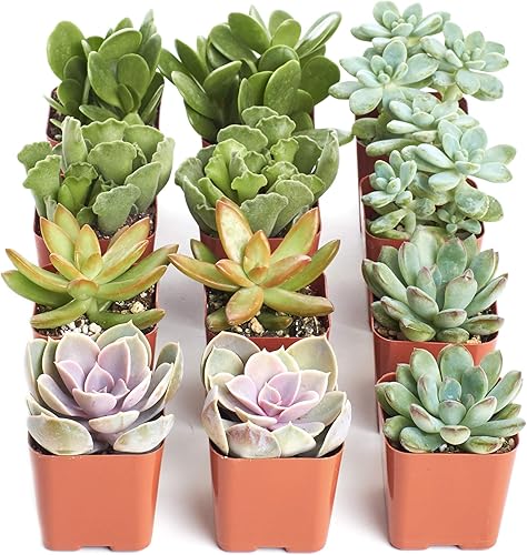 Miniatura 3 de Shop Succulents  Surtido de plantas vivas, paquete variado seleccionado a mano de mini suculentas  Colección de 12,