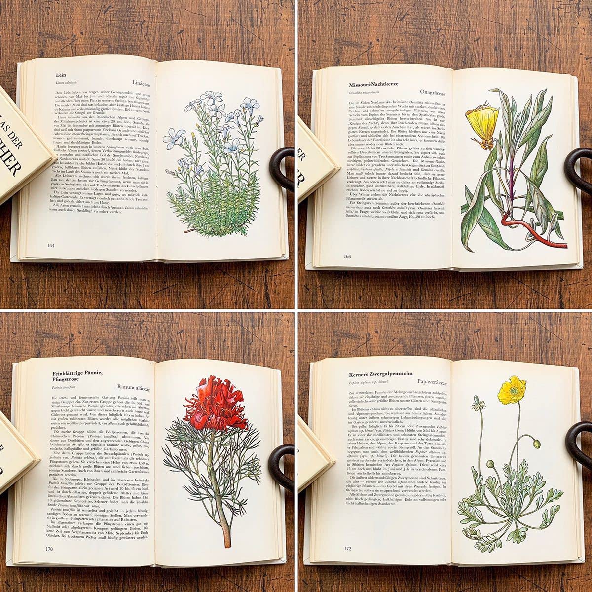 Amazon.co.jp: ドイツの古い植物図鑑(STEINGARTEN 1972年