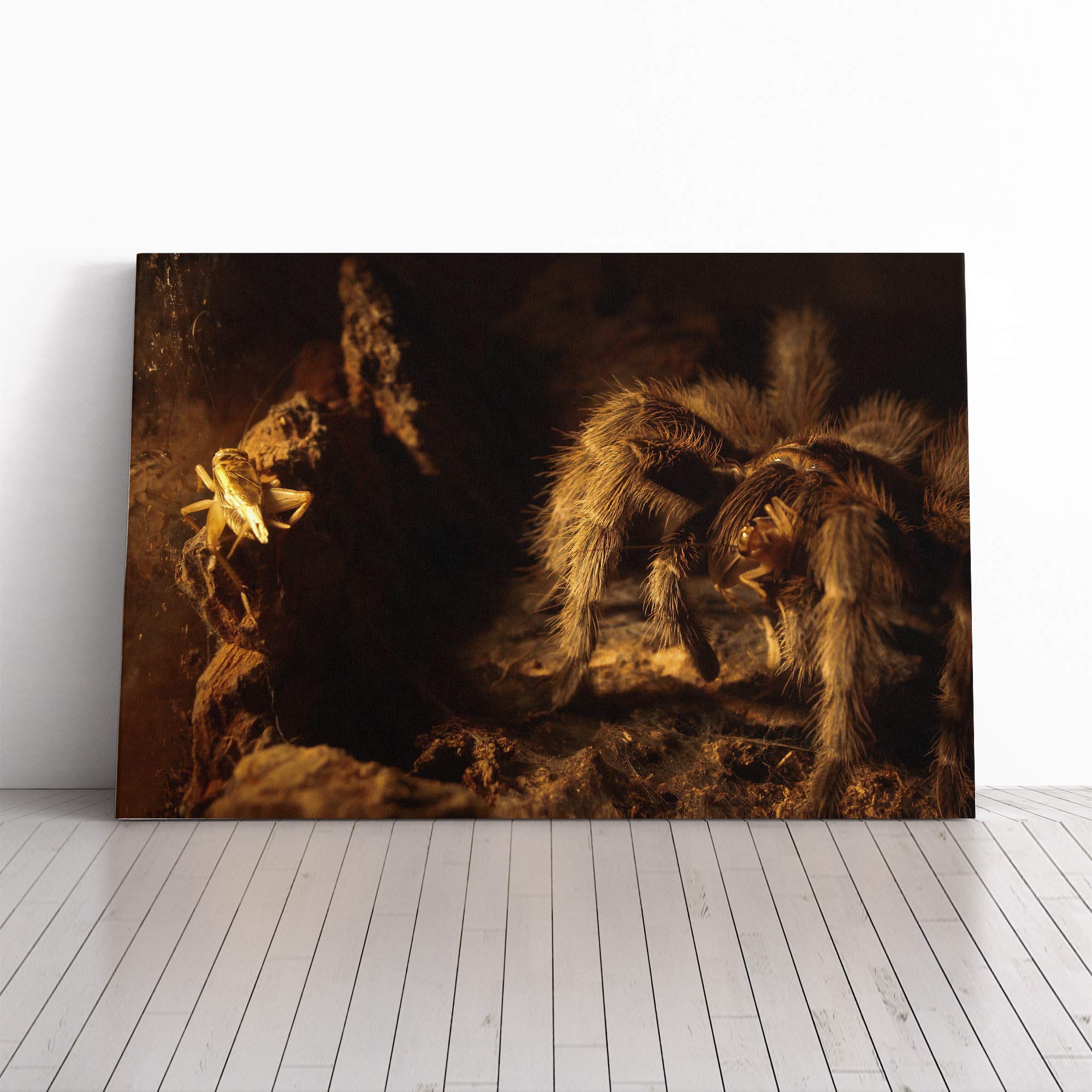 Tarantula Spider Canvas Print | Gallery Wrapped 30mm Frame Wall Art | 24x16 inches | Ready to Hang | Modern Animal Picture | Living Room Bedroom Lounge Office