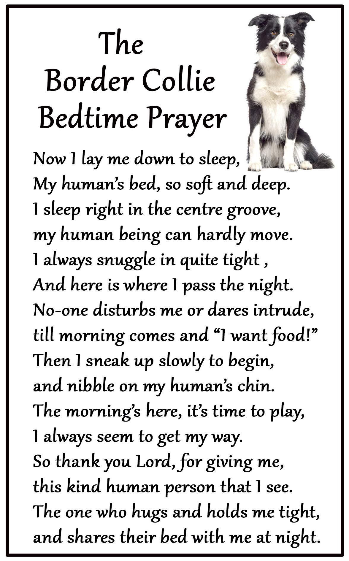 Fridge Magnets White Border Collie Gift - Bedtime Prayer - Large Fun Flexible Fridge Magnet- Size 16Cms X 10 Cms (Approx. 6" X4")