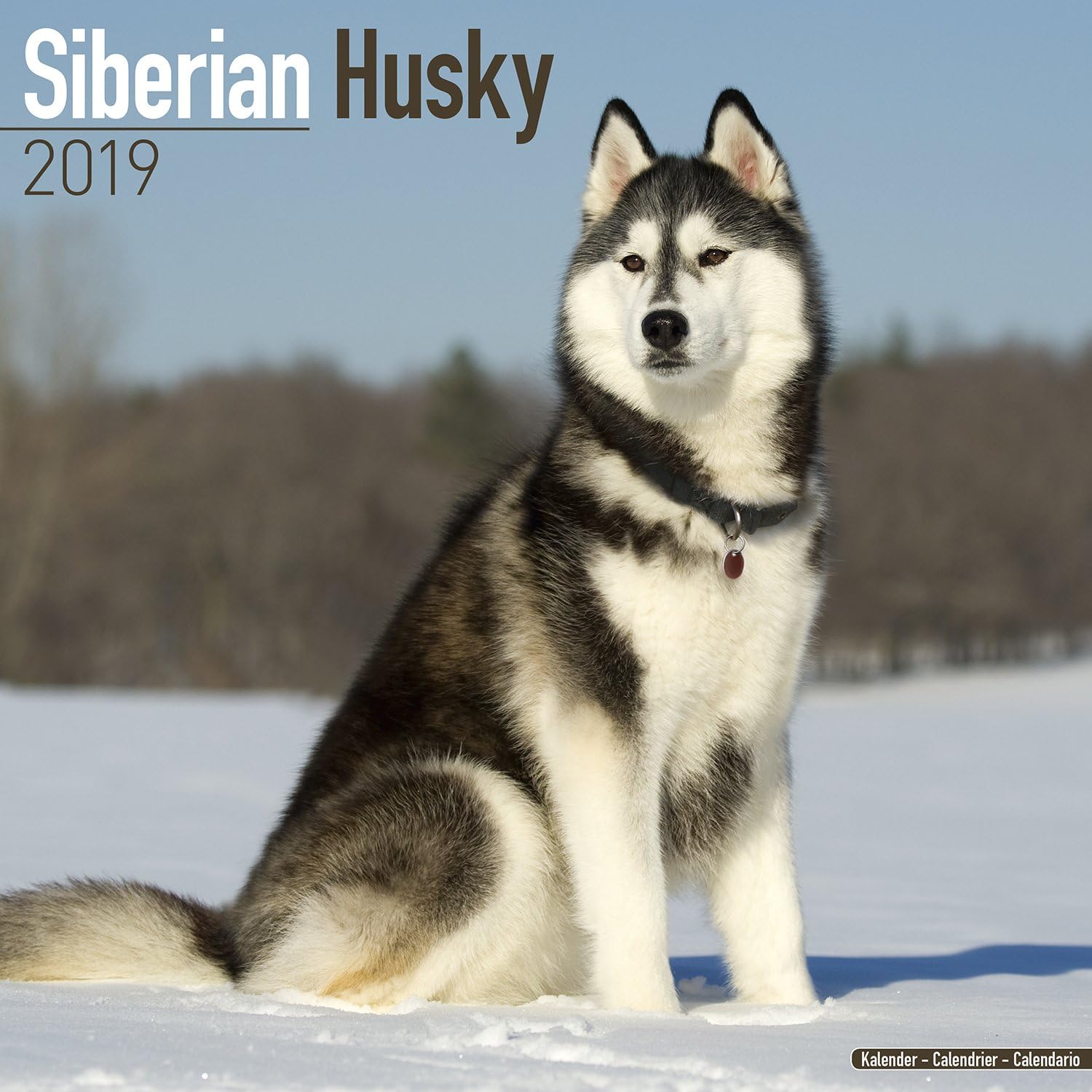 Siberian Husky Calendar - Dog Breed Calendars - 2018 - 2019 Wall Calendars - 16 Month by Avonside