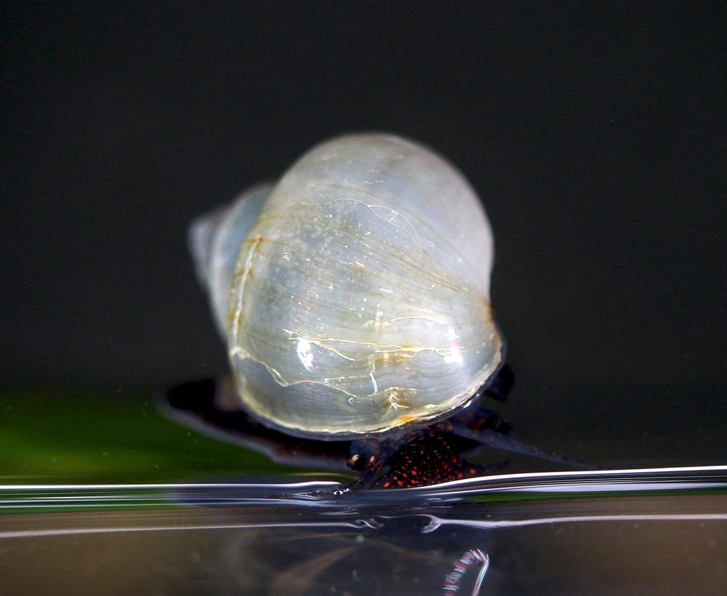 Aquatic Arts 5 Live Blue Mystery Snails Freshwater Aquarium Species / Real Living Glass Fish Tank Clearer | Nano Pets / Natural Decorations