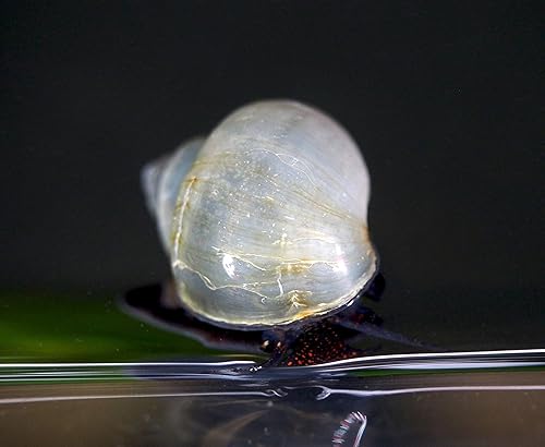 Vista 16 de Aquatic Arts