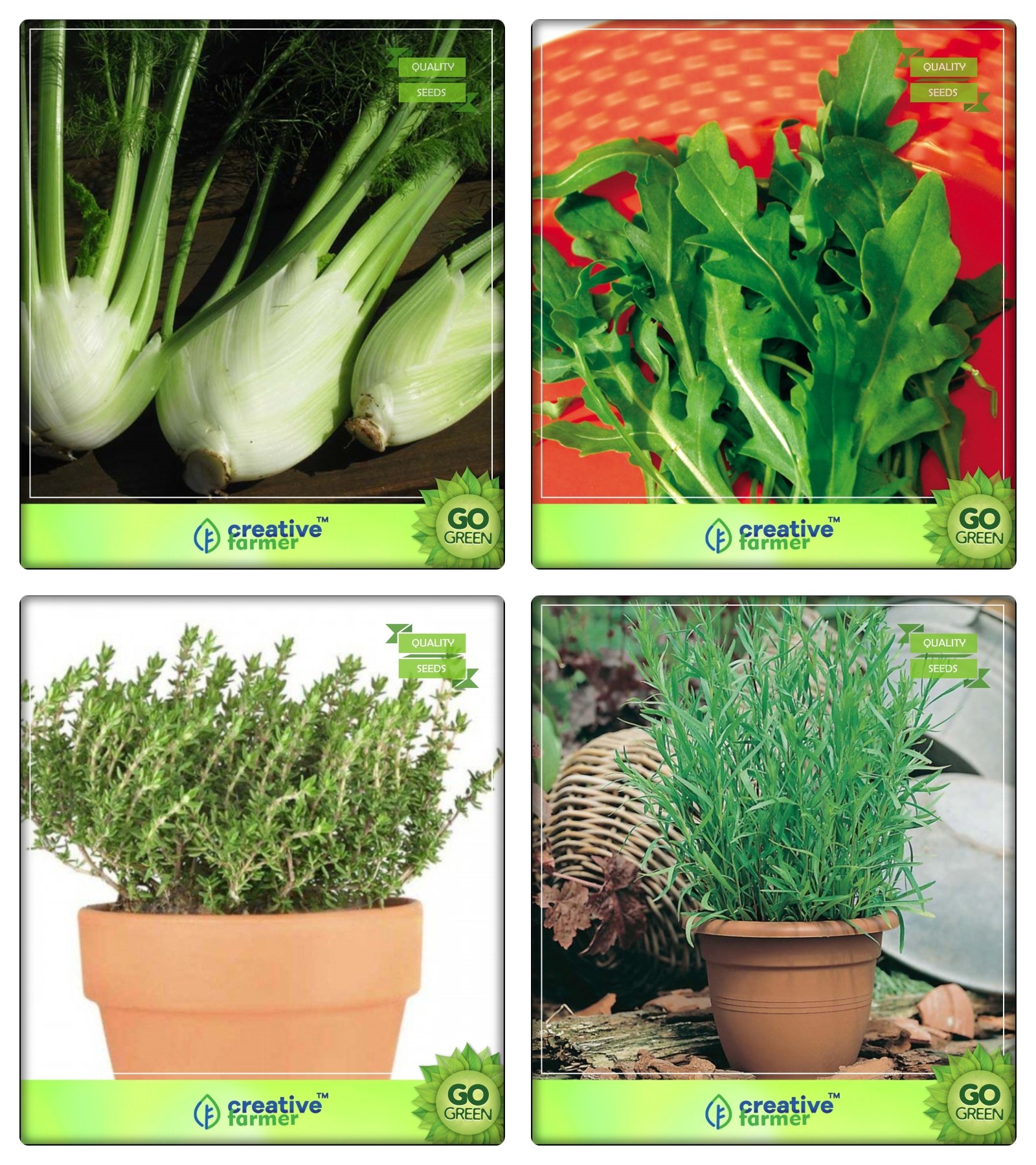 Creative Farmer Herbal Plants Seeds For Home Garden Fennel Folrance, Wild Rocket, Thyme English Winter, Terragon Herb Seeds Combo Pack