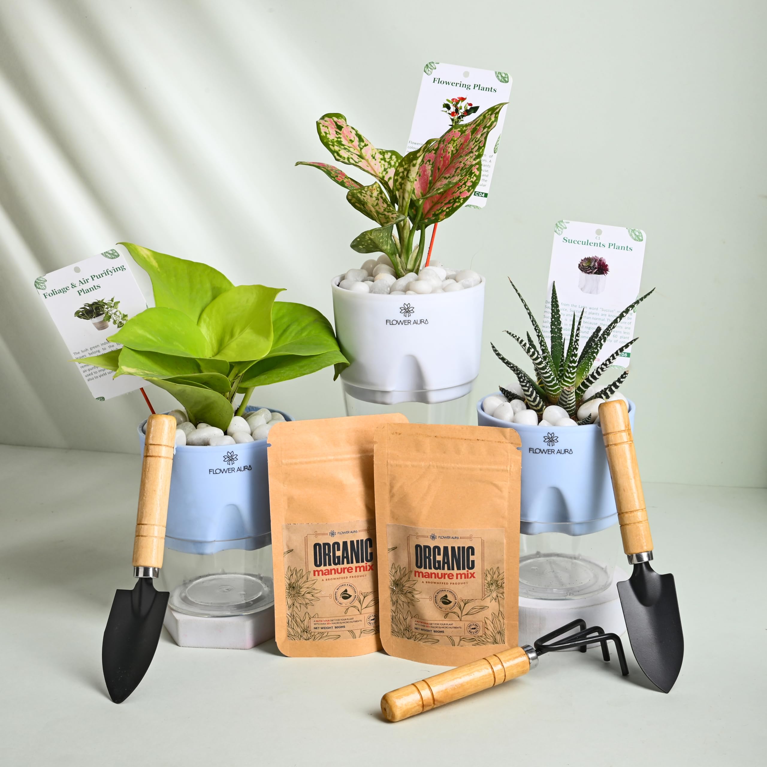 FlowerAura Air Purifying Set of 3 Good Luck (Golden Money, Pink Aglaonema & Haworthia) Live Indoor Plants In Self Watering Pot With Pack of 2 Manure & Gardening Tool Kit For Home & Office Decoration-image-24
