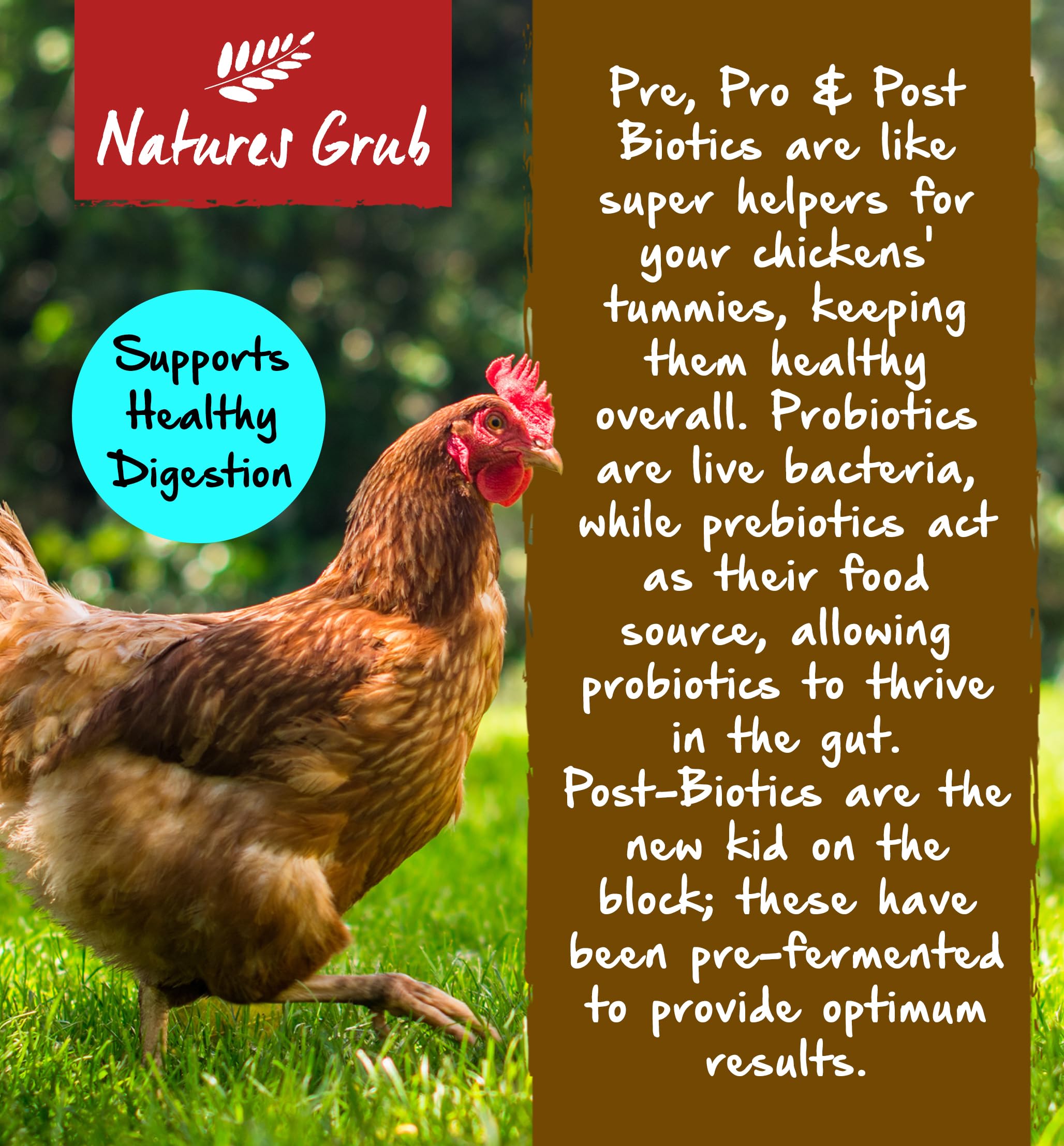 Natures Grub Apfelessig mit Knoblauch, 1 l, natürliches Nahrungsergänzungsmittel für Hühner und Geflügel, Verdauungsunterstützung, nicht pasteurisiert mit Mutter, Parasitenabwehr, hergestellt in