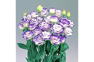 QAUZUY GARDEN 100 Seeds Lisianthus Eustoma Prairie Gentian | Premium Non-GMO Heirloom...