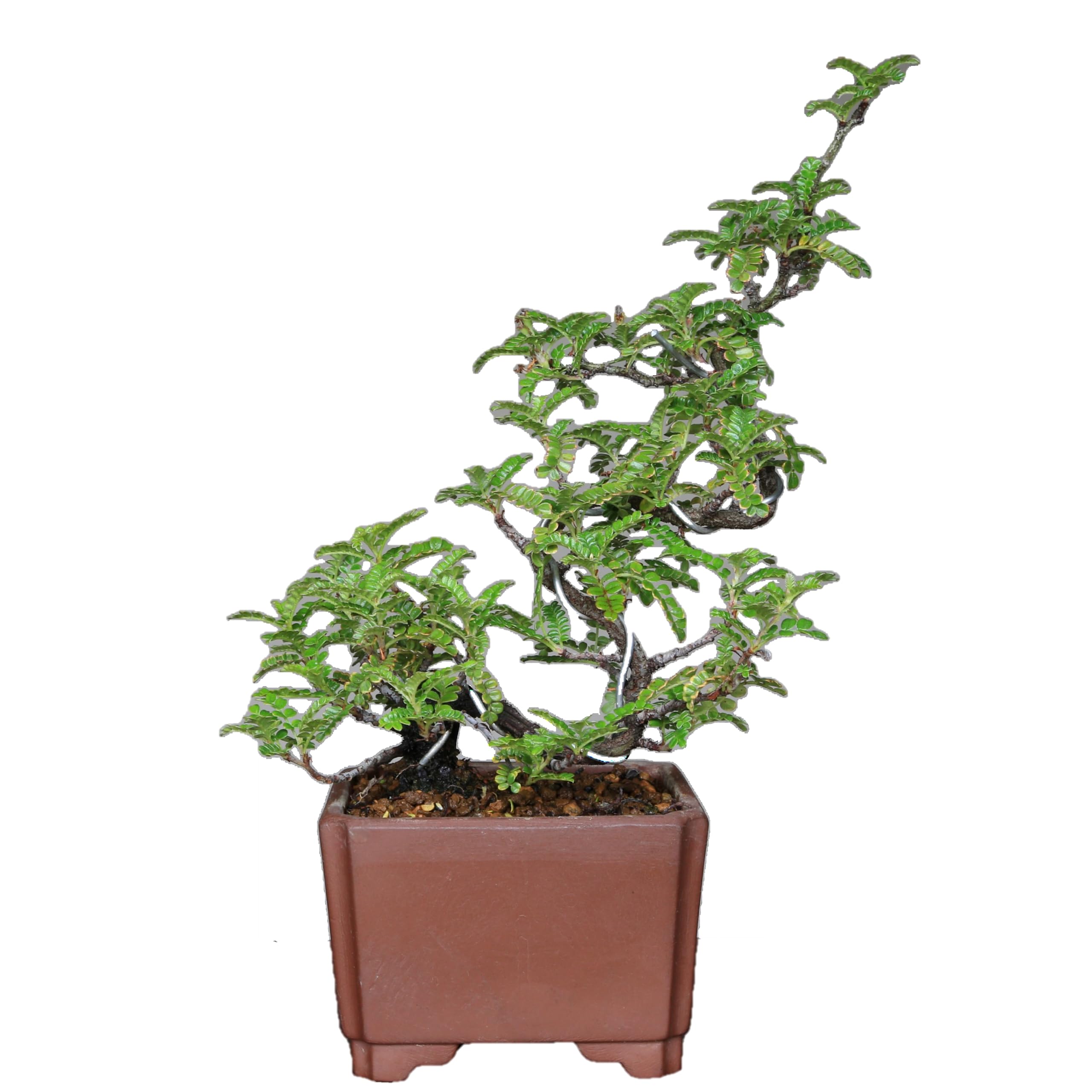 Amazon.co.jp: 磯山椒 小品盆栽【泰寿園 Online】 : DIY・工具・ガーデン
