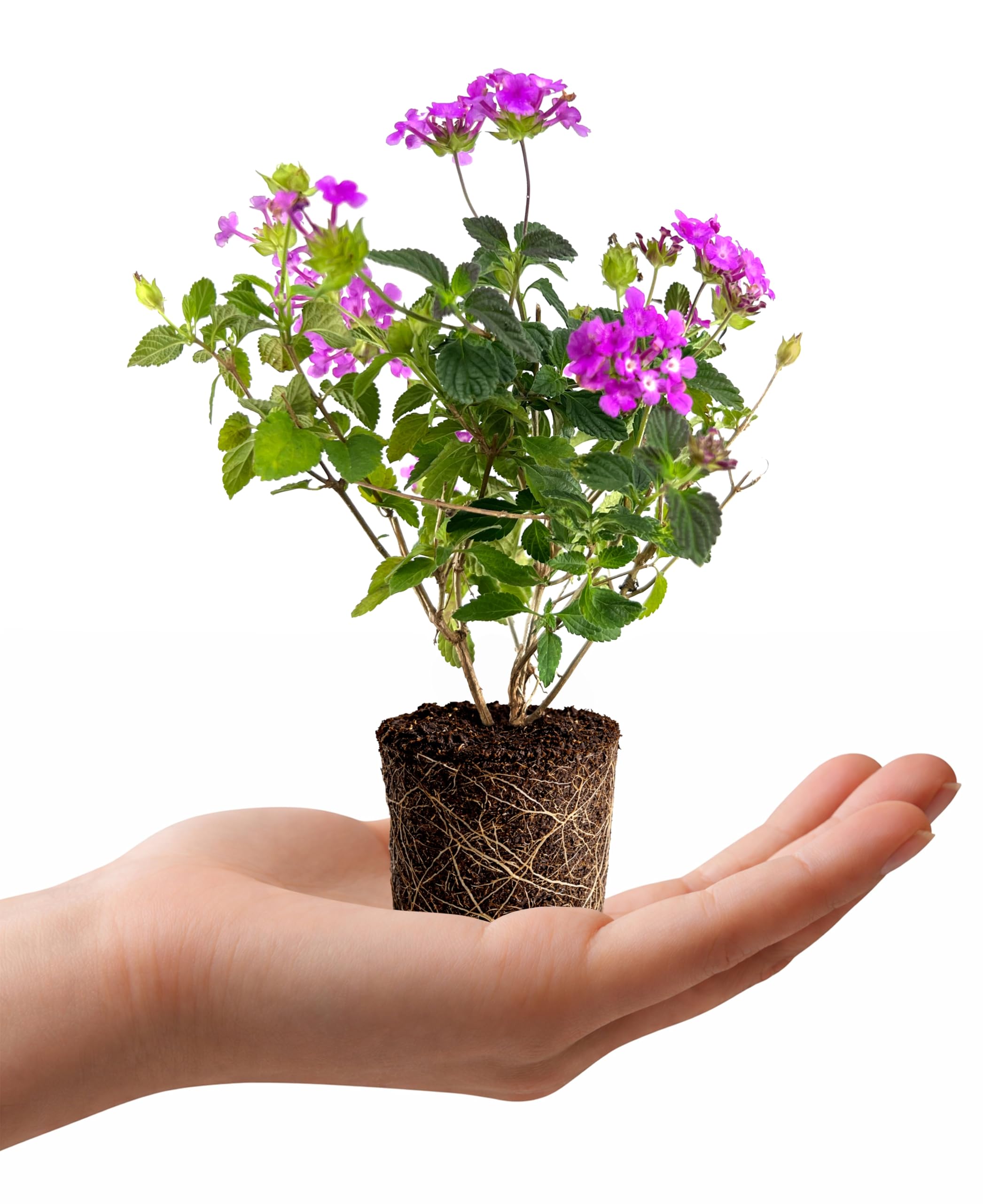 Amazon.com : Trailing Lantana Camara Trailing Lavender | 1 Live