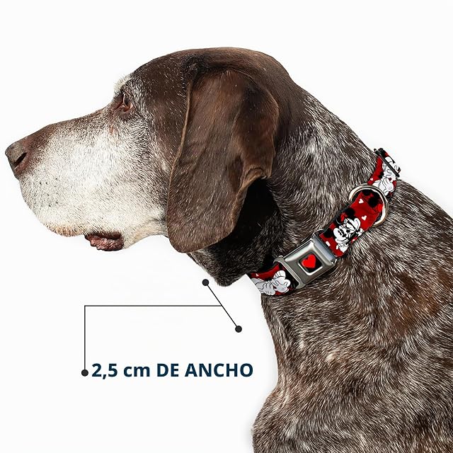 Foto 6 de 8 de Buckle-Down Collar de Perro con Hebilla para cinturón de Seguridad