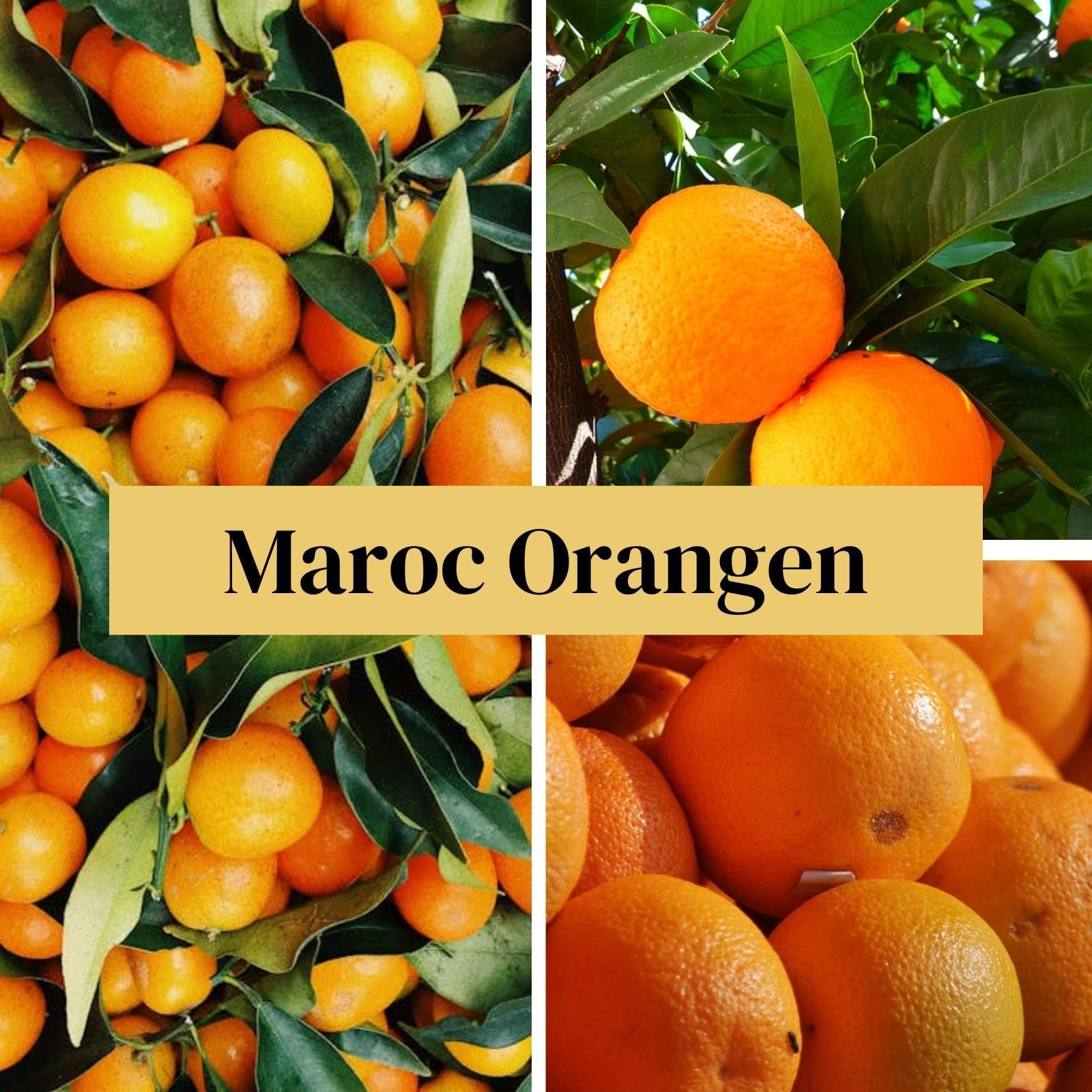 FRUCHTVERSAND24® Original-Kisten Mischung "XL", Maroc Orange 15kg + Maroc Clementine 10kg, Original Maroc Südfrüchte, süß saftig lecker