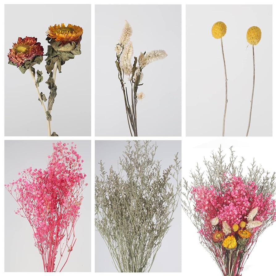 ドライフラワー Amazon.co.jp: XHXSTORE 天然ドライフラワー ドライクラス