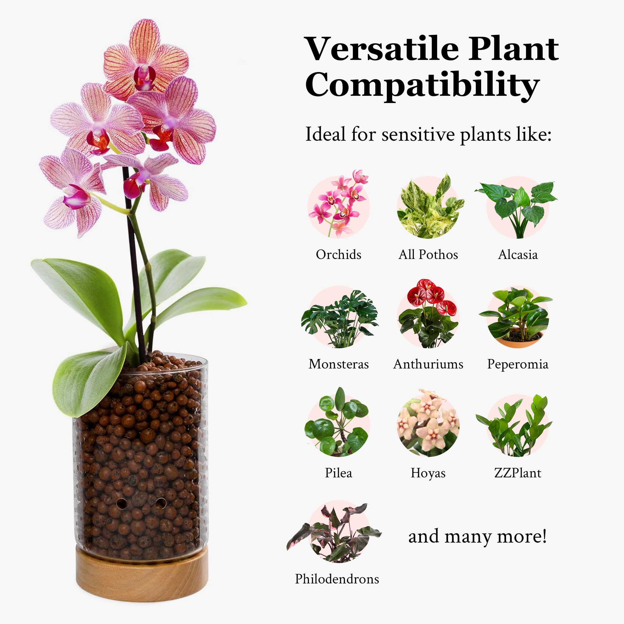 Pot & Pebble - Maceta de vidrio C1 con base de madera - Maceta de vidrio para interiores con agujeros de control de nivel de agua - Cultiva plantas en guijarros de arcilla LECA/medios similares