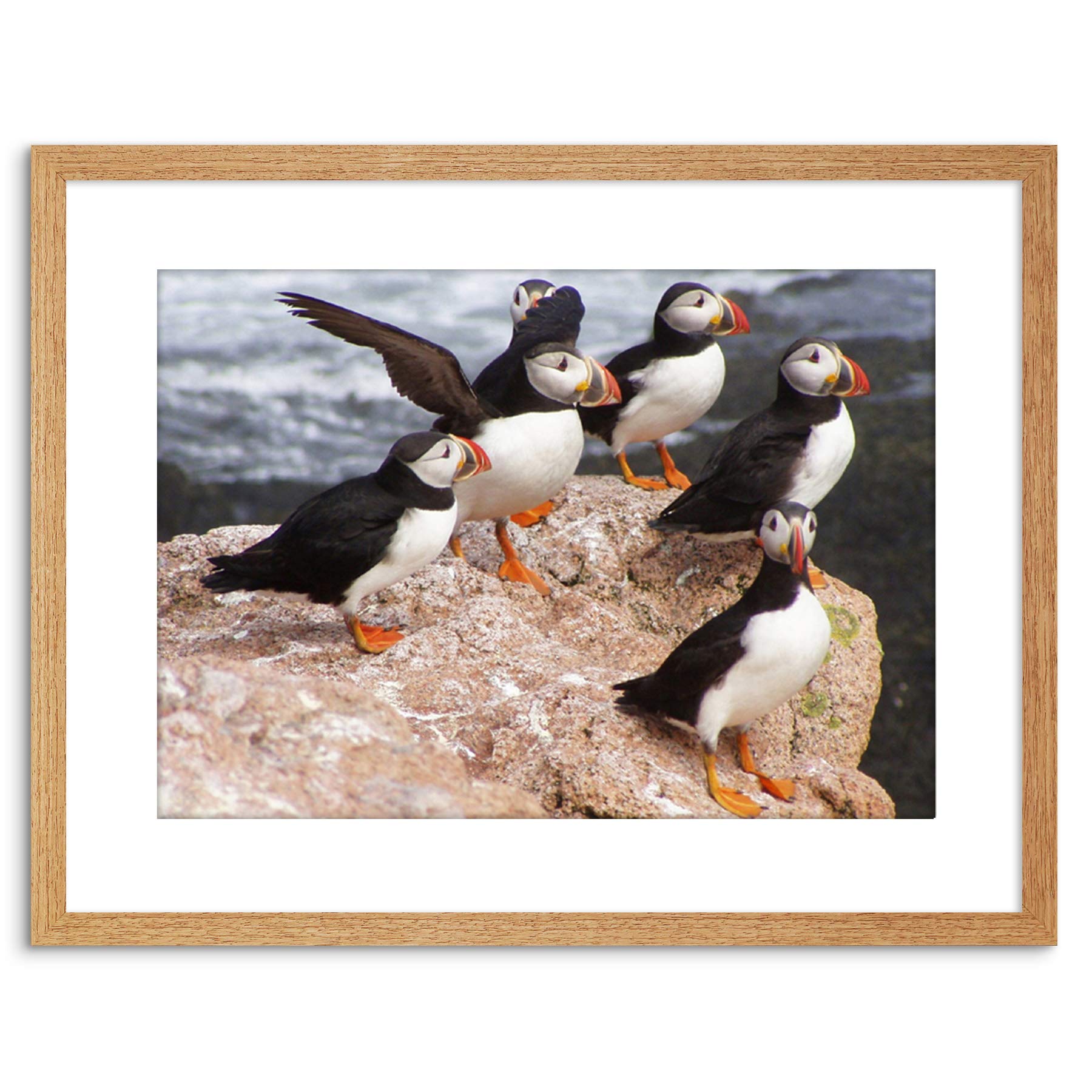 Wee Blue Coo ANIMAL PHOTO NORTH ATLANTIC PUFFINS 9x7 FRAMED ART PRINT F97X12508