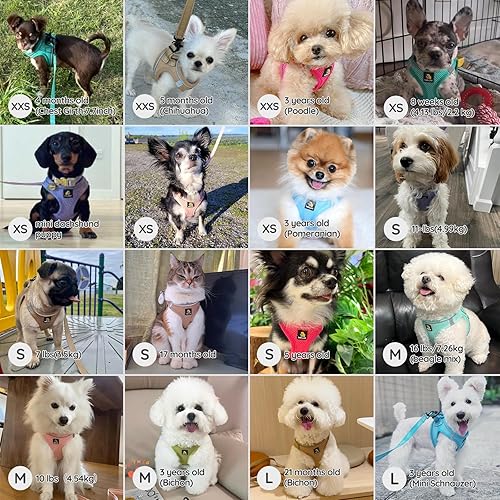 Miniatura 10 de BELLA & PAL Arnés para cachorros con correa, arnés para perros pequeños sin tirones, correa para perros pequeños, arnés para perros extra pequeños,