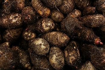 Taro B 51yKnLTX05L._UF1000,1000_QL80_.jpg