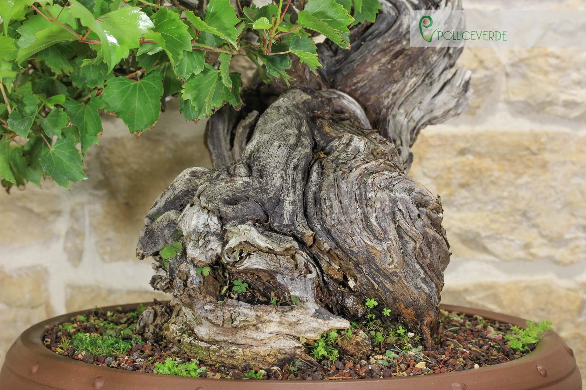 Bonsai Yamadori di Vite Selvatica (3)