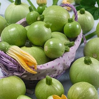 Ronde de Nice Summer Squash Seeds - 1 Lb