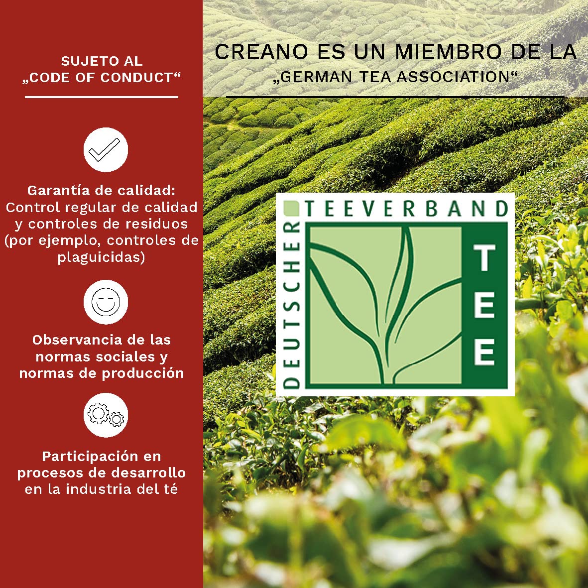 Creano Té Blanco Caja de Madera Corazón 6 uds Rosa de Té Regalo Romántico