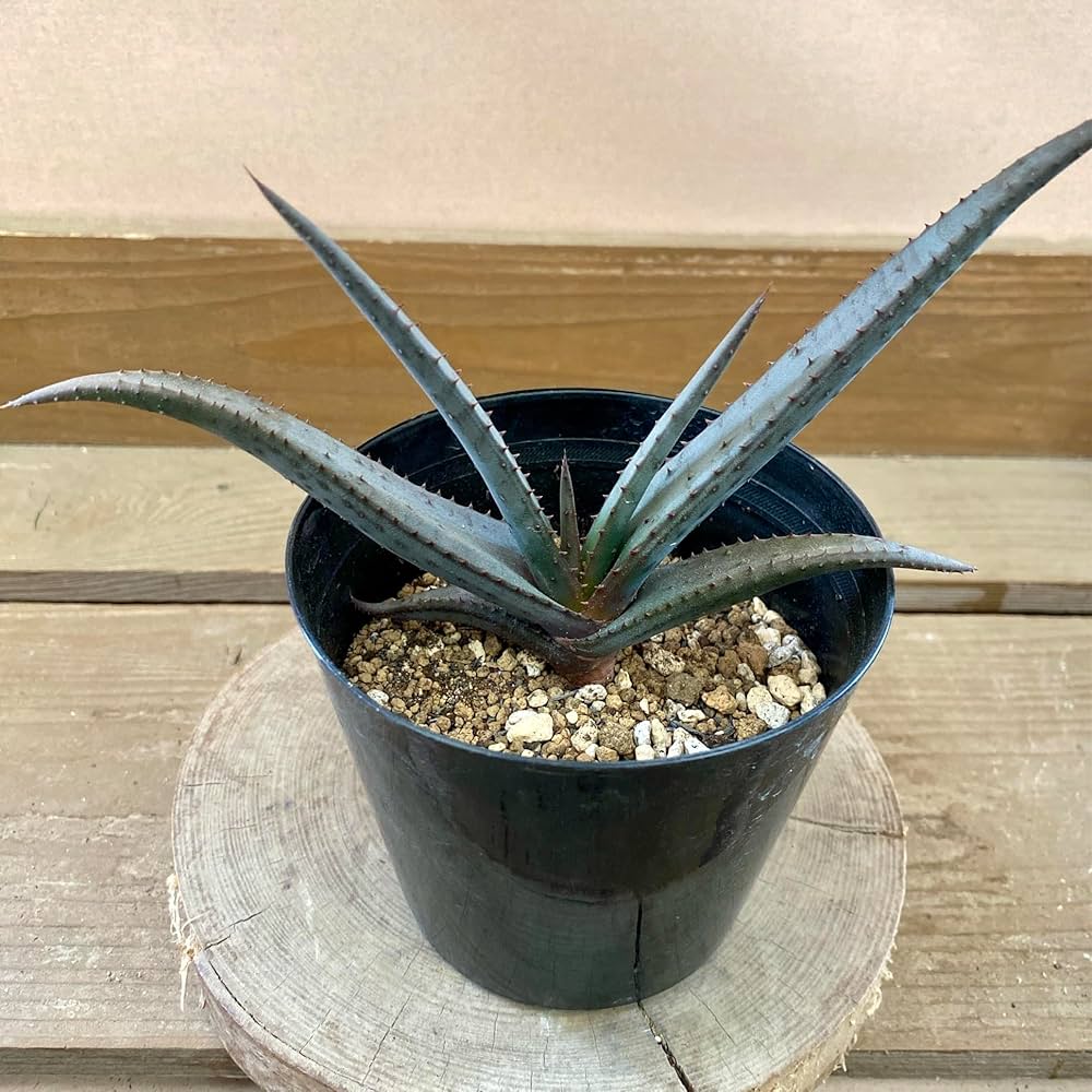 大株　アロエ　黒太刀　鉢底から高さ80cm 大株 アロエ 黒太刀 鉢底から高さ80cm