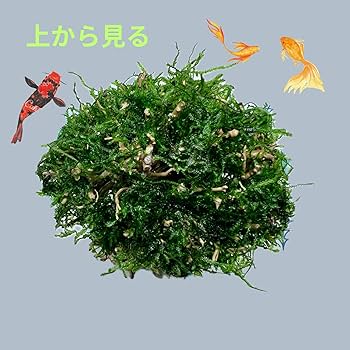 Amazon | ミニ盆栽流木 サイズ(幅13cm 高15cm) 小型の卓上水槽に