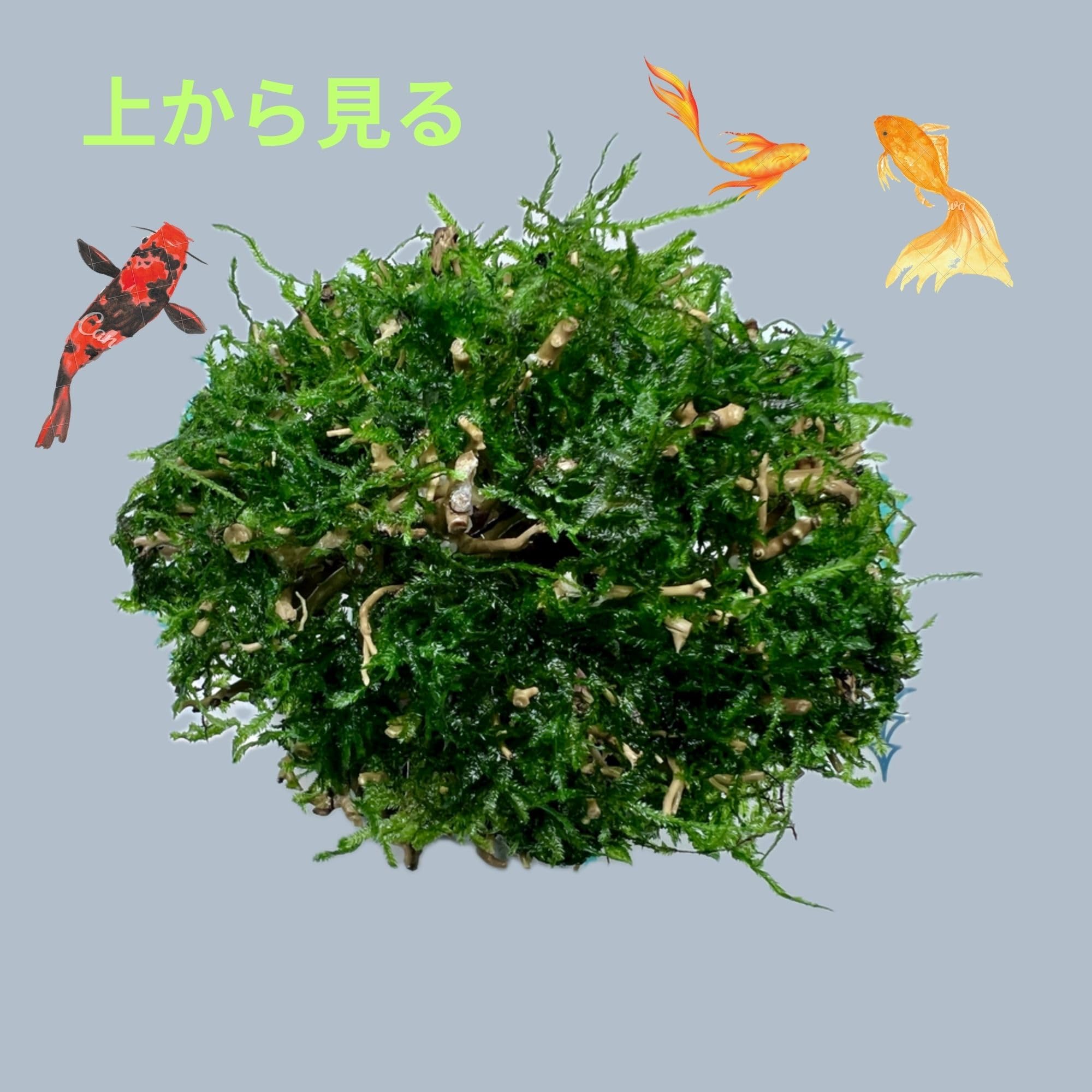 Amazon | ミニ盆栽流木 サイズ(幅13cm 高15cm) 小型の卓上水槽に