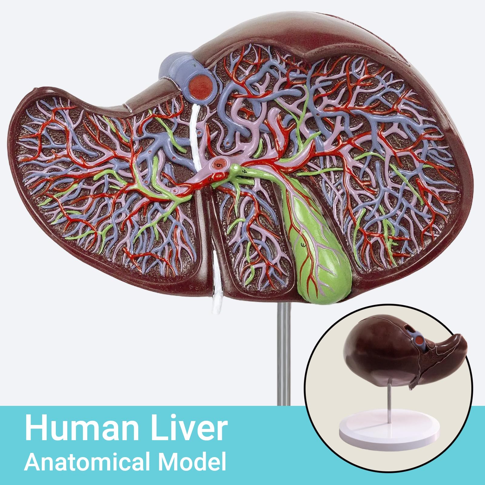 EVOTECH SCIENTIFIC Deluxe Human Liver Anatomical Model, 2 Parts 1.5X Enlarged Human Liver Anatomical Model for Medical Teaching Learning Research Education Display