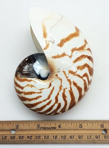Miniatura 5 de PEPPERLONELY Conchas de Nautilus con cámara natural de 5 pulgadas  6 pulgadas