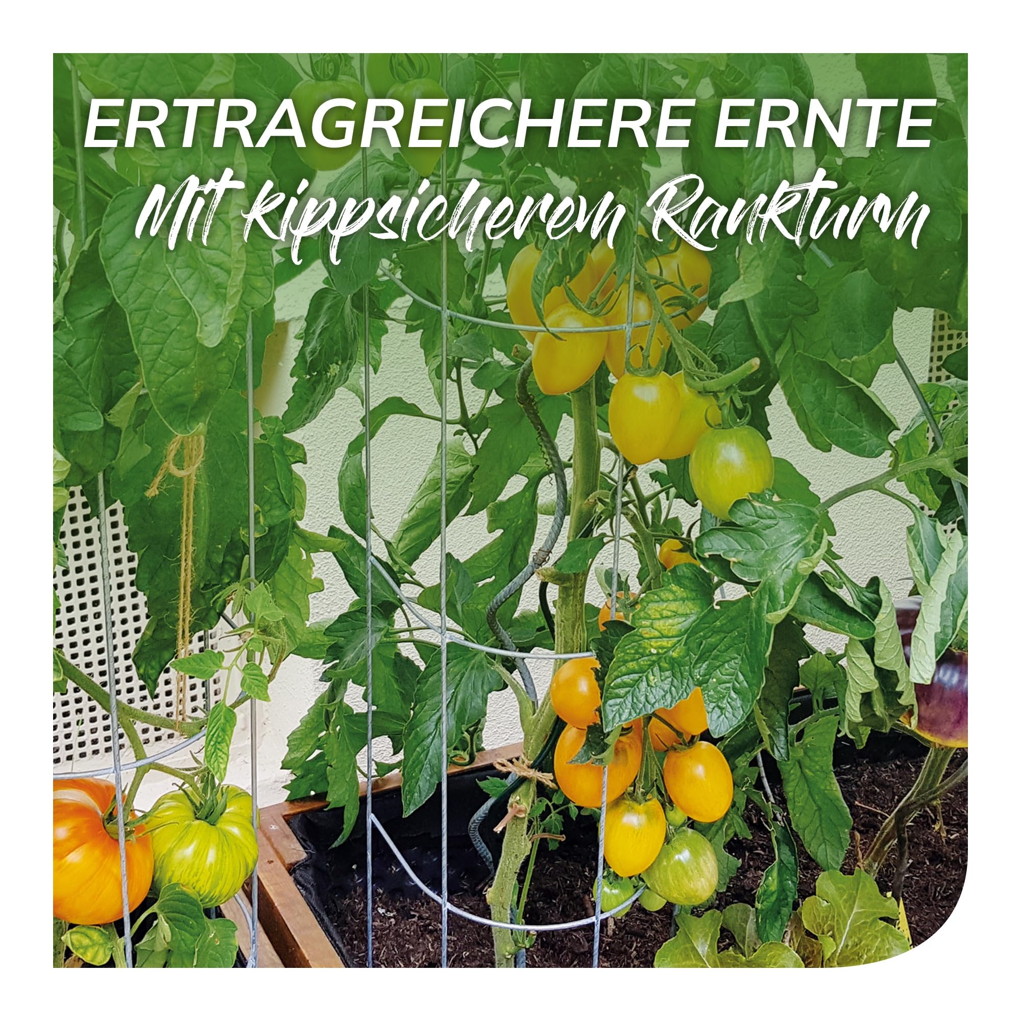 bellissa Tomaten Rankhilfe Tomatenturm 6er-Set Stahl verzinkt 120 cm