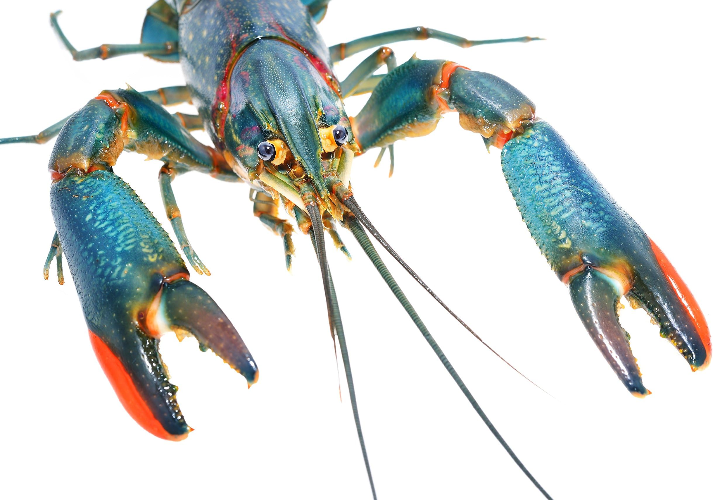 1 Australian Red Claw Crayfish 4-6 Inch Male, Freshwater Crayfish for Aquarium, Live Aquaponics