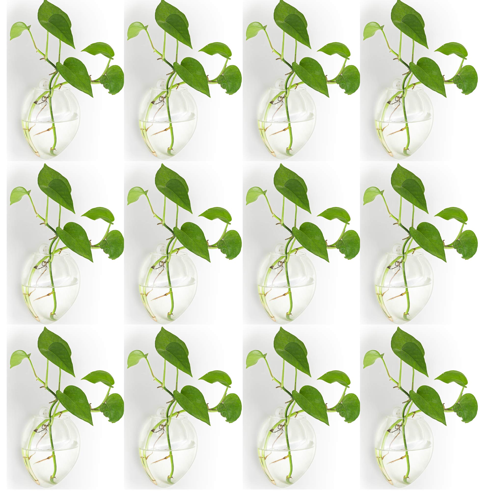 12 Pièces Murales Suspendues Planteurs de Verre Pot - Eau Plantation Vases Air Fleur Vase Plante Terrariums Conteneur de Plantes