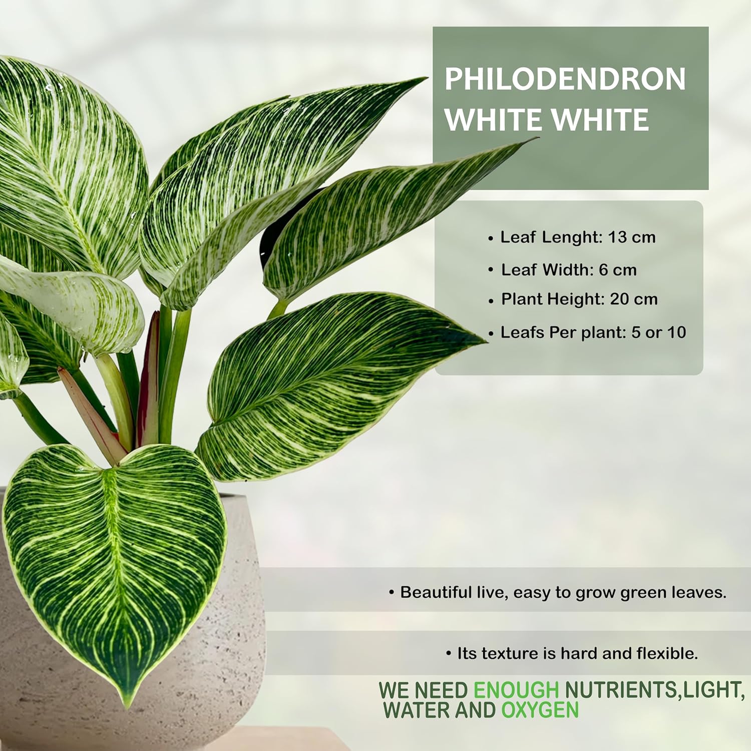 LEAL PLANTS ECUADOR Philodendron White Wave,Philodendron Birkin Live Plant White Variegation & Classic Climbing Habit, Perfect for Home Decor,Unique Gift for Plant-Lovers