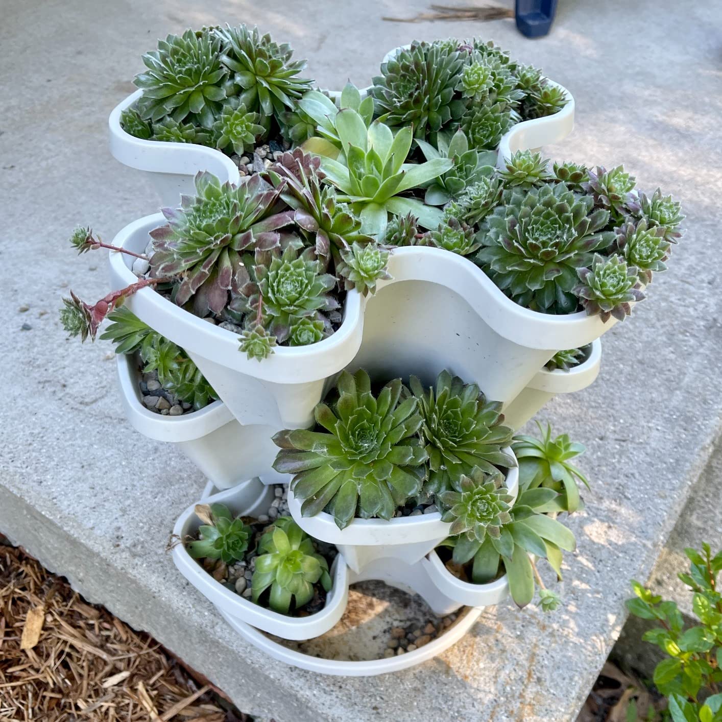Mr. Stacky with strawberries and herbs