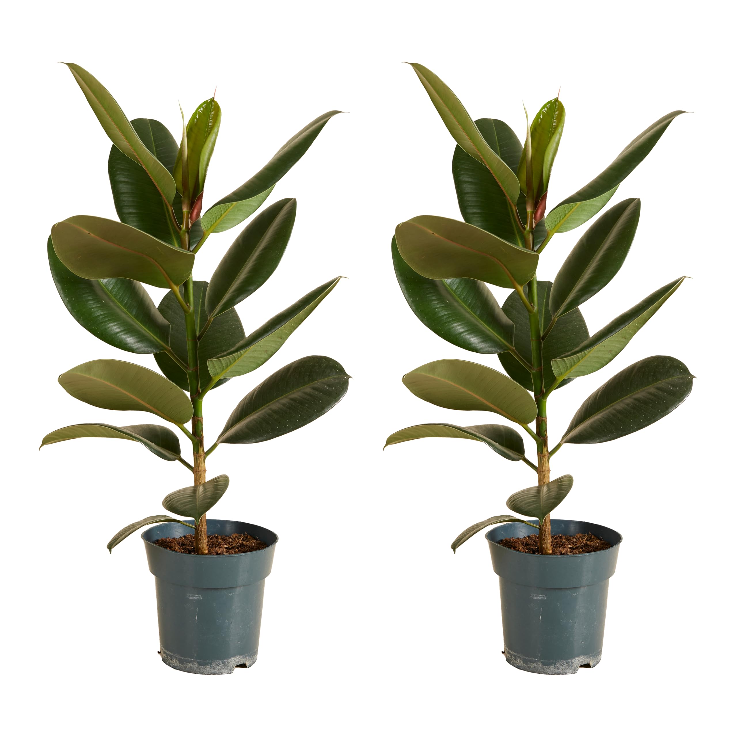 Bloomique - Lot de 2 - Ficus Elastica Robusta - Hévéa - Plante à caoutchouc - Plantes d'intérieur - Purificateur d'air - Très facile d'entretien - 50-​60 cm de haut - Pot 17 cm