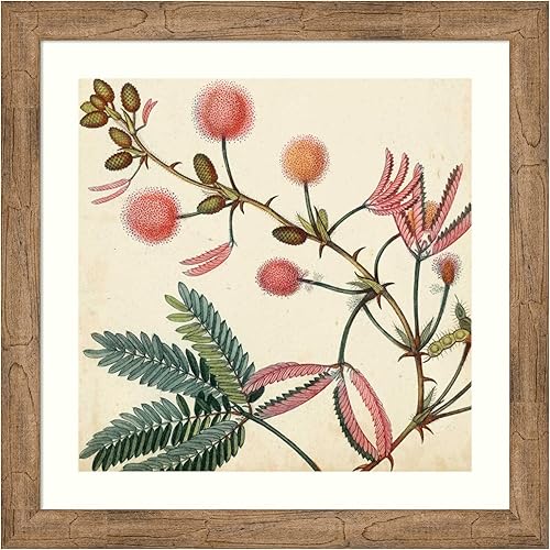 Amanti Art Framed Wall Art Print 28x28 Garden Bounty IV by Vision Studio, Flowers Wall Art, Vintage Decor, Medium Poster Painting Artwork for Living