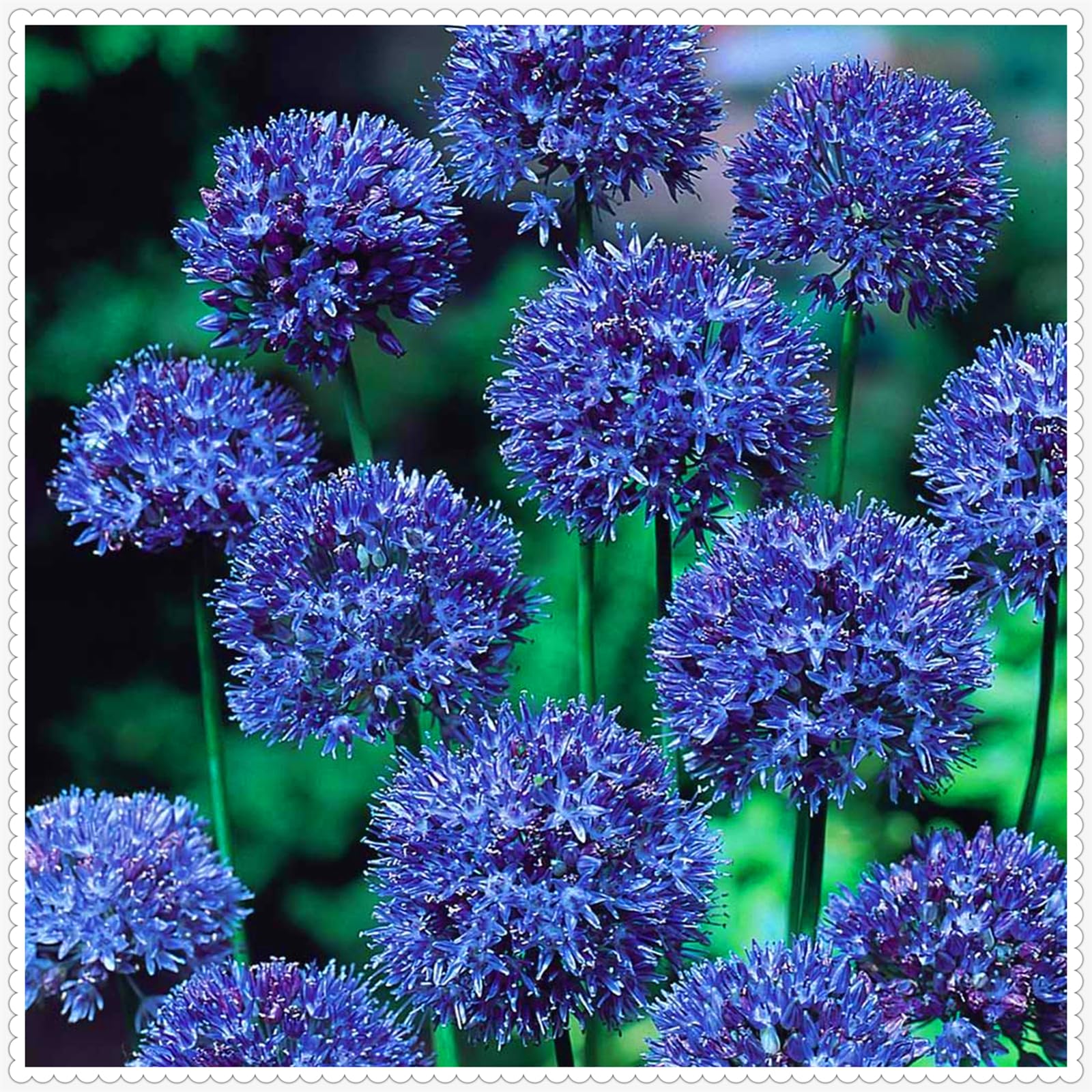 Hardy,Giant Allium Bulbs,Perennial,Professional for Brilliant Garden Displays-8 Bulbs-C
