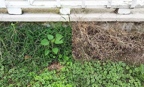 Miniatura 4 de Eco Advance Líquido bio-renovable no selectivo para el control de malezas y hierbas, respetuoso con el medio ambiente y gran fuente de nutrientes