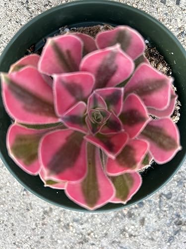 Aeonium Pink Witch - Planta suculenta viva, totalmente enraizada en maceta de 4 pulgadas con tierra, verde y rosa jaspeado, decoración de