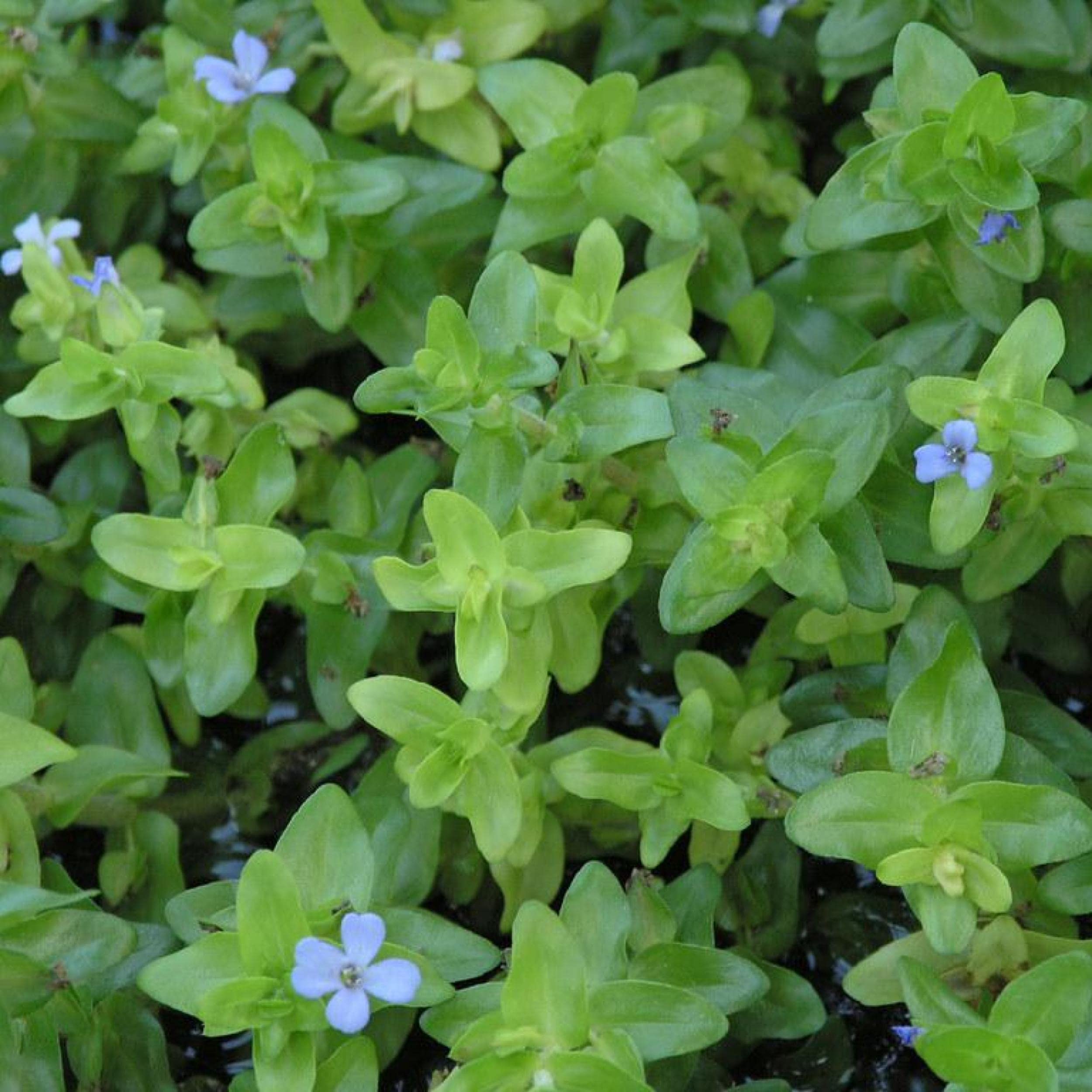 Chalily Lemon Bacopa
