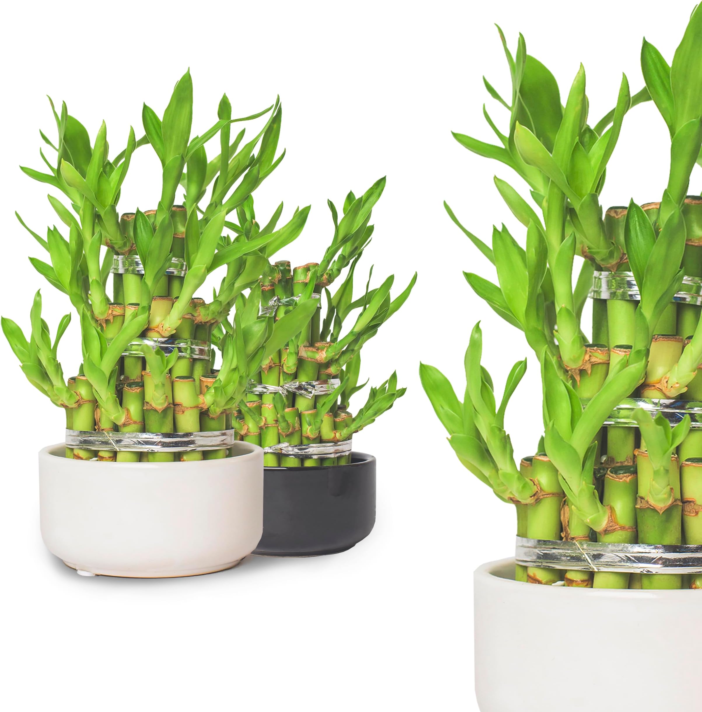 Lucky Bamboo (Dracaena sanderiana) Tower 25cm in Ceramic Pot - Round - Random Colour