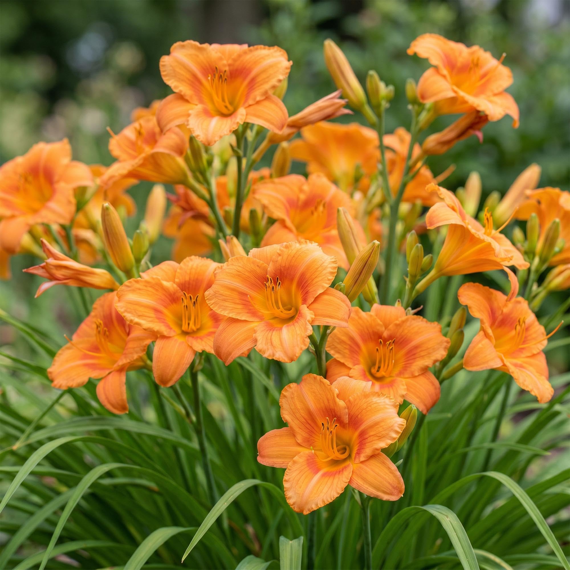 Hemerocallis Mauna Loa Piante Perenni per Giardino, Giallo, Set di 3