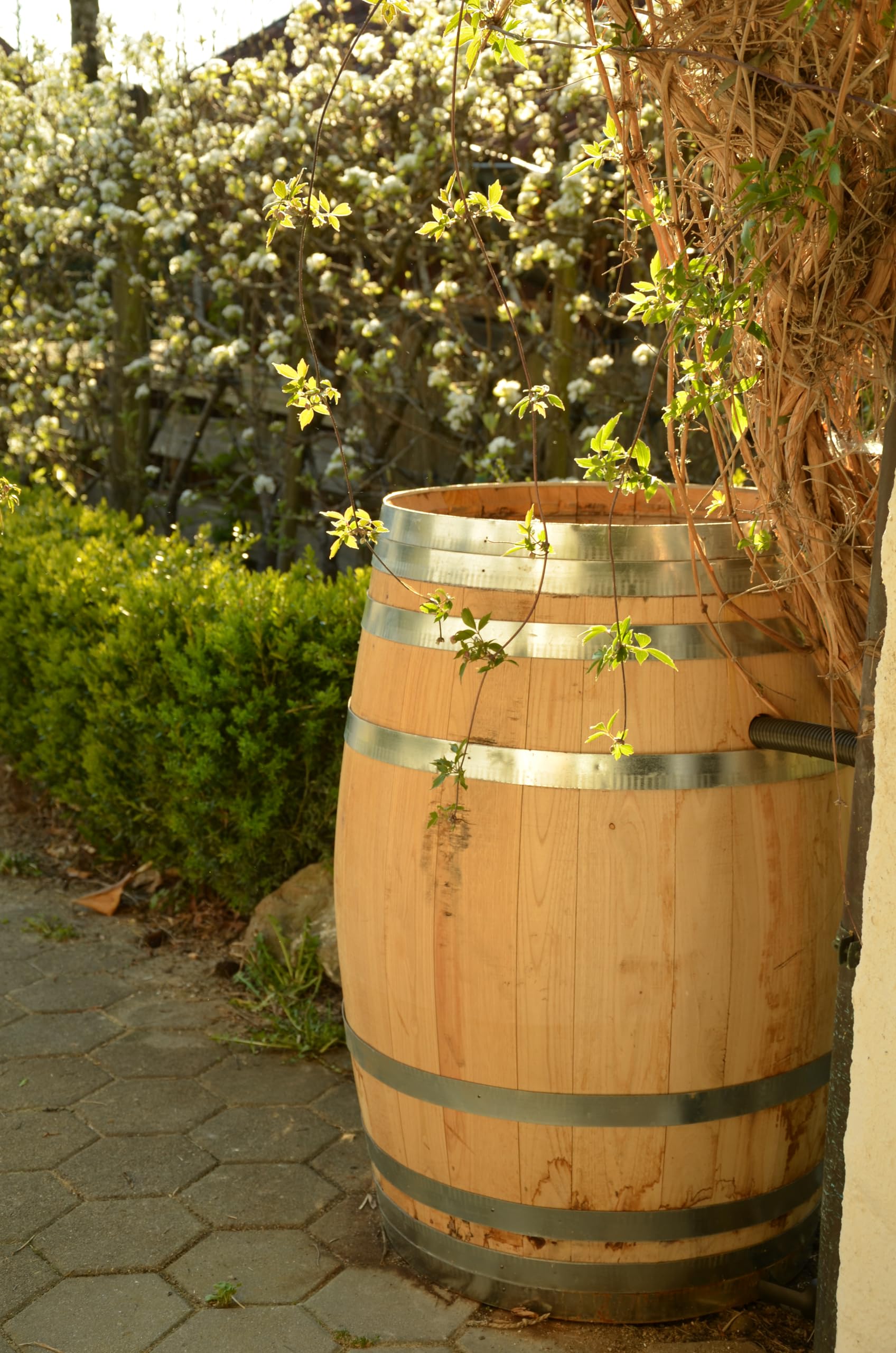 Temesso Tonneau en châtaignier de 100 litres Nouveau, Naturel (Ouvert)