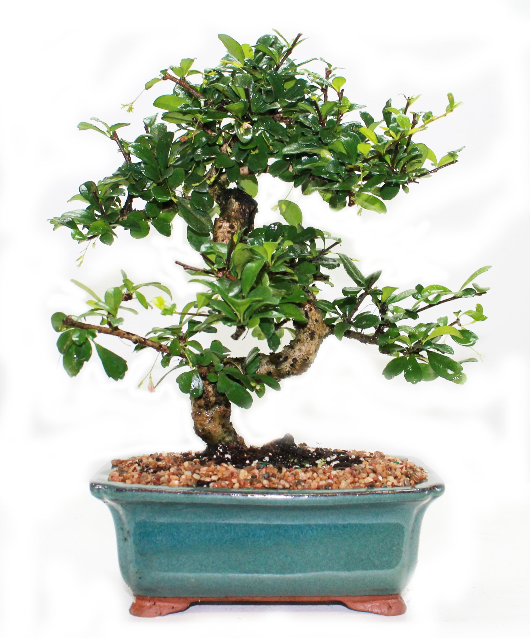 花蔵　vc4プレミアム Amazon.com: Indoorbonsaiandexotics Fukien Tea Bonsai Tree in 6inch