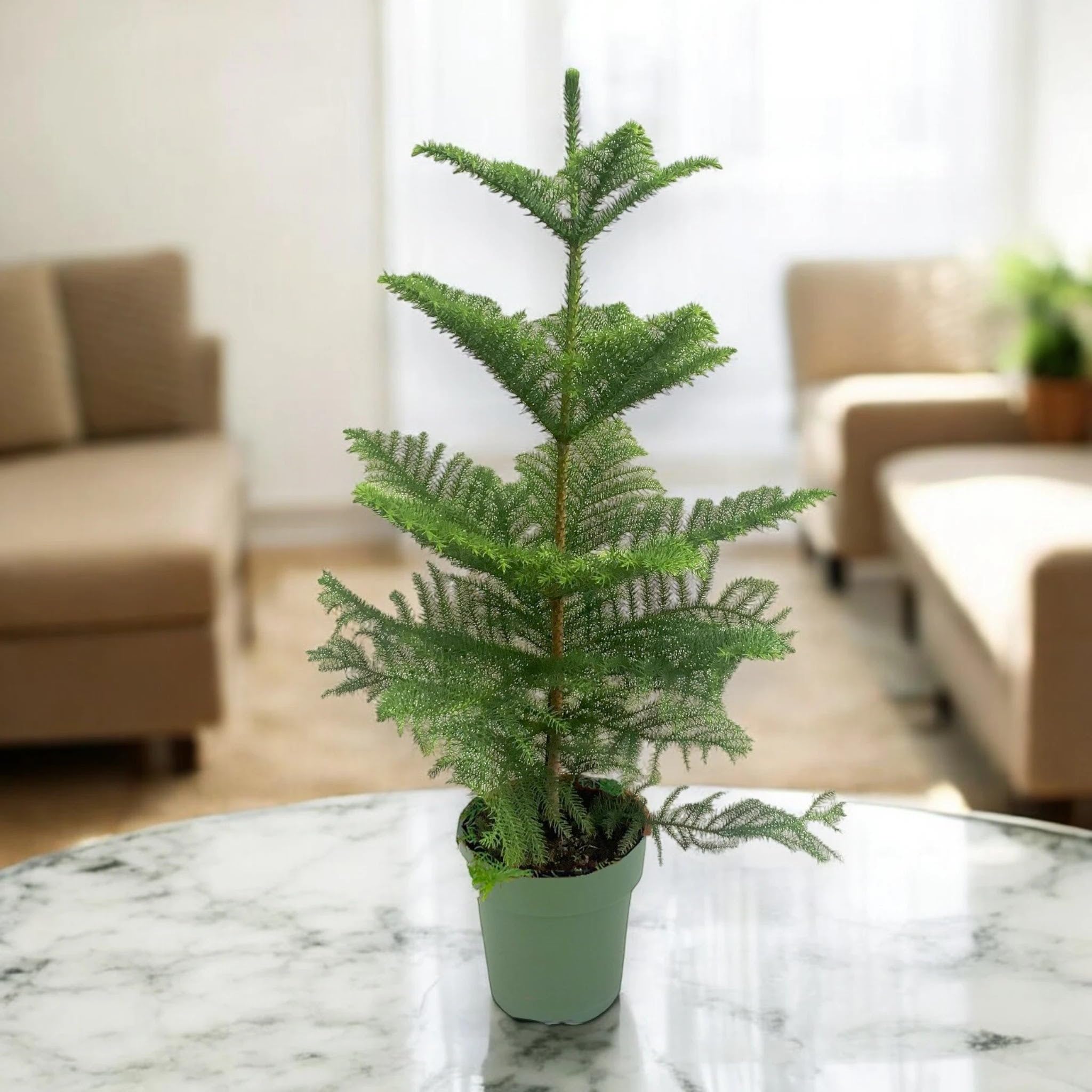 Araucaria Pianta da Interno Ornamentale, Verde, 100 cm, Vaso 21