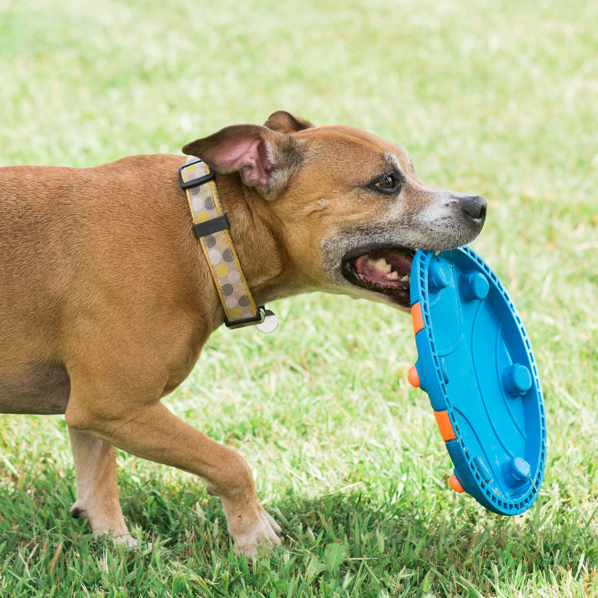 Chuckit! – Whistle Flight – Chase Frisbee per Cani - Gioco Ideale per Giochi all'Aperto - Fischietta Mentre Vola - Robusta Gomma - Costruisce Complicità - Taglia Unica