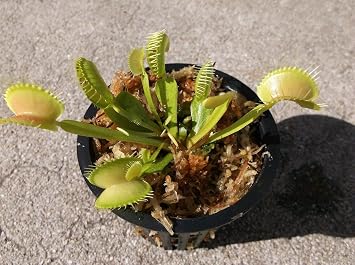 Adult Size Venus Flytrap Fly Trap Carnivorous Plant Dionaea Muscipula - Potted 3"